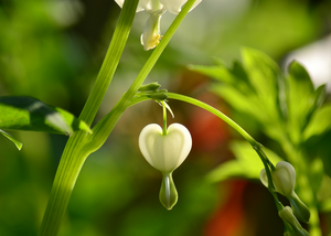 Dicentra / Bleeding Heart 'Alba' (dormant plant)