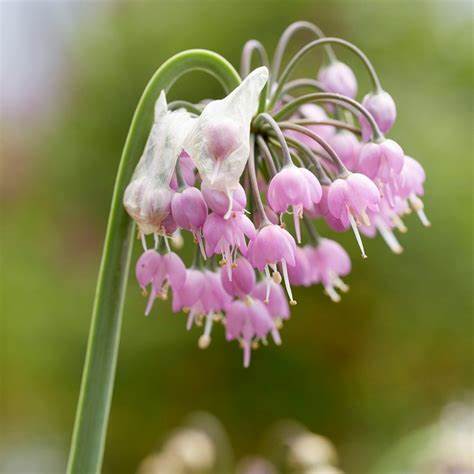 Allium cernuum 'Hidcote'