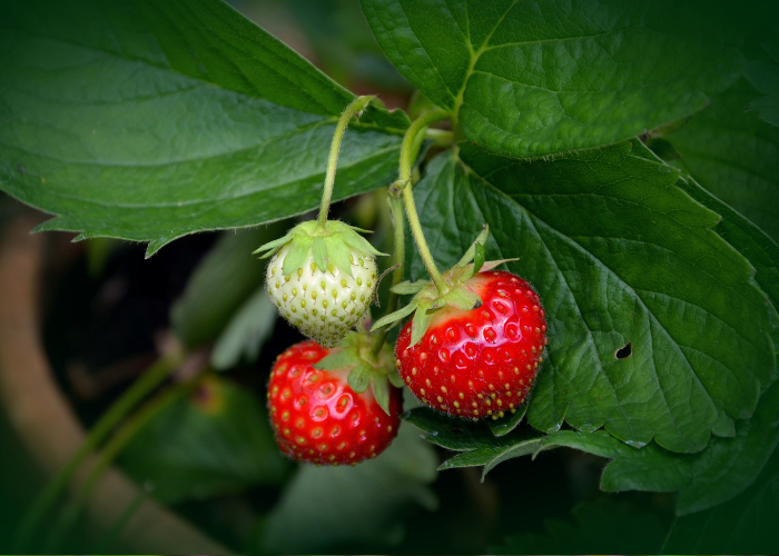 Strawberry - unknown variety- (dormant plant)