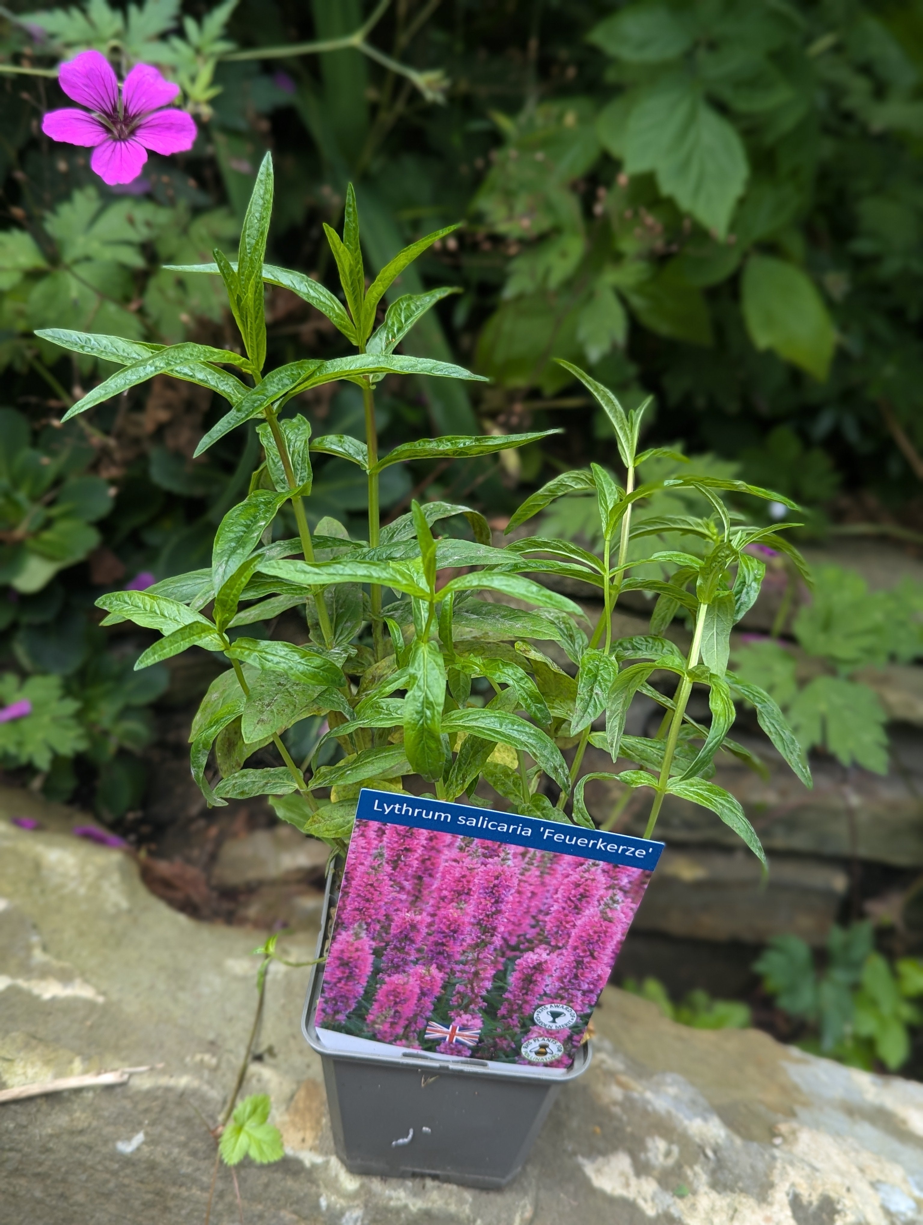 Lythrum salicaria "Feuerkerze"