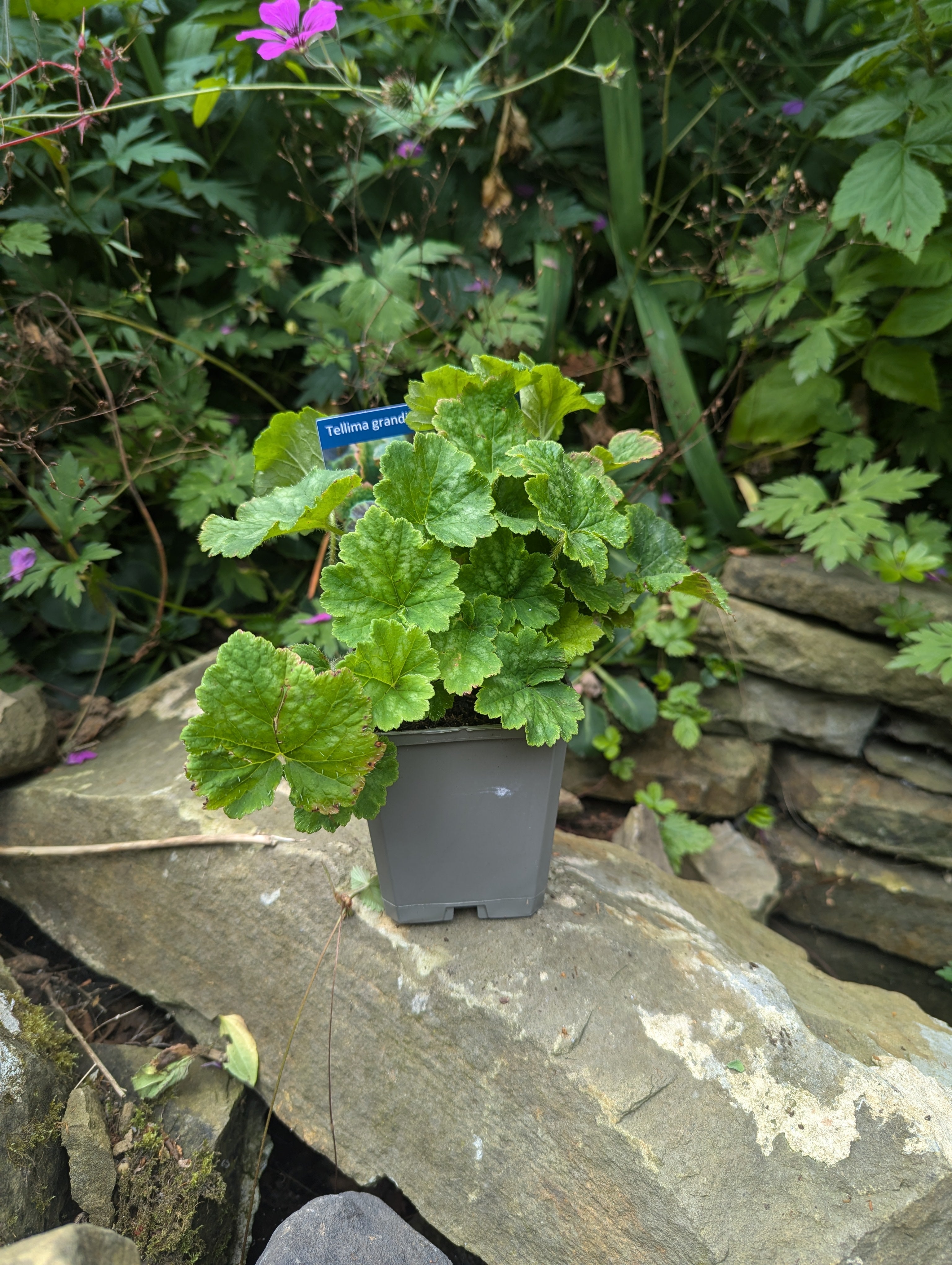 Tellima grandiflora  'Forest Frost'