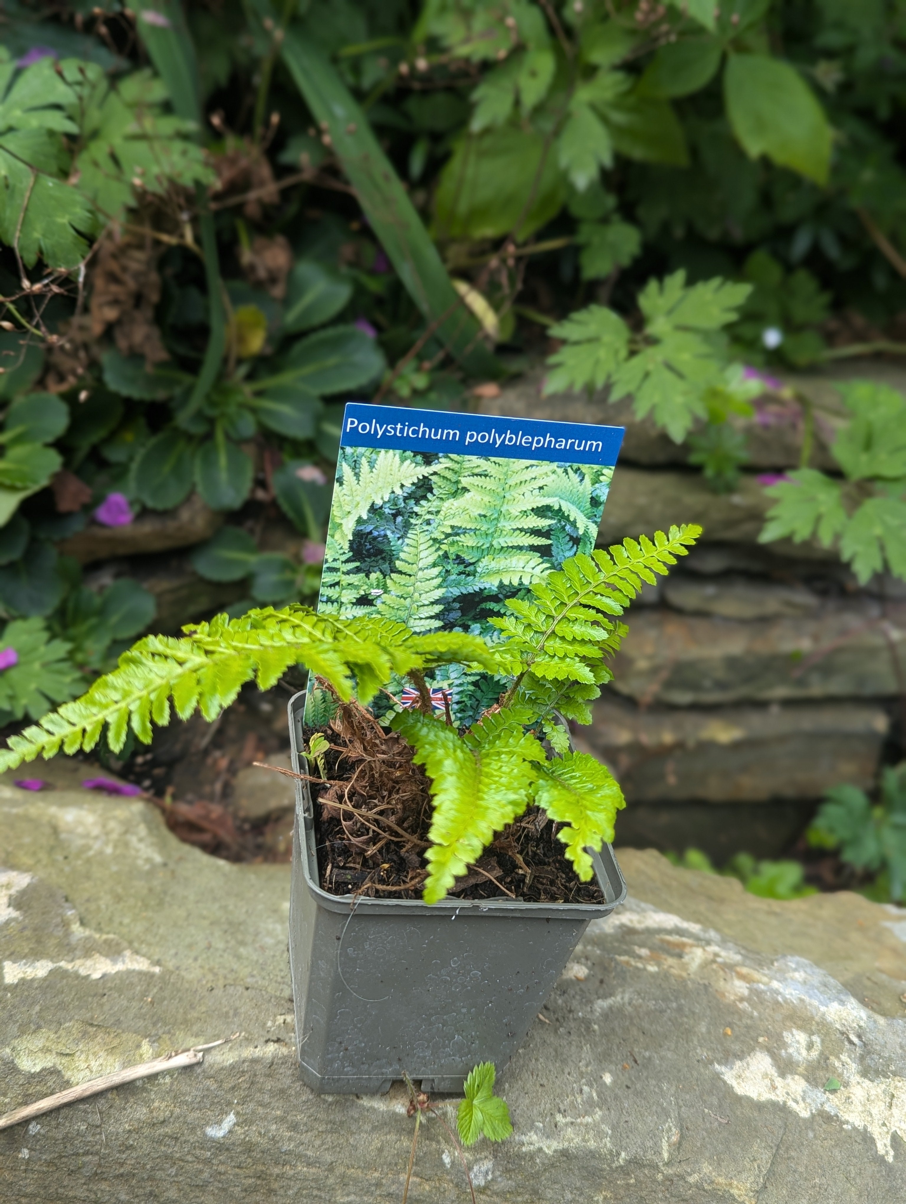 Polystichum polyblepharum