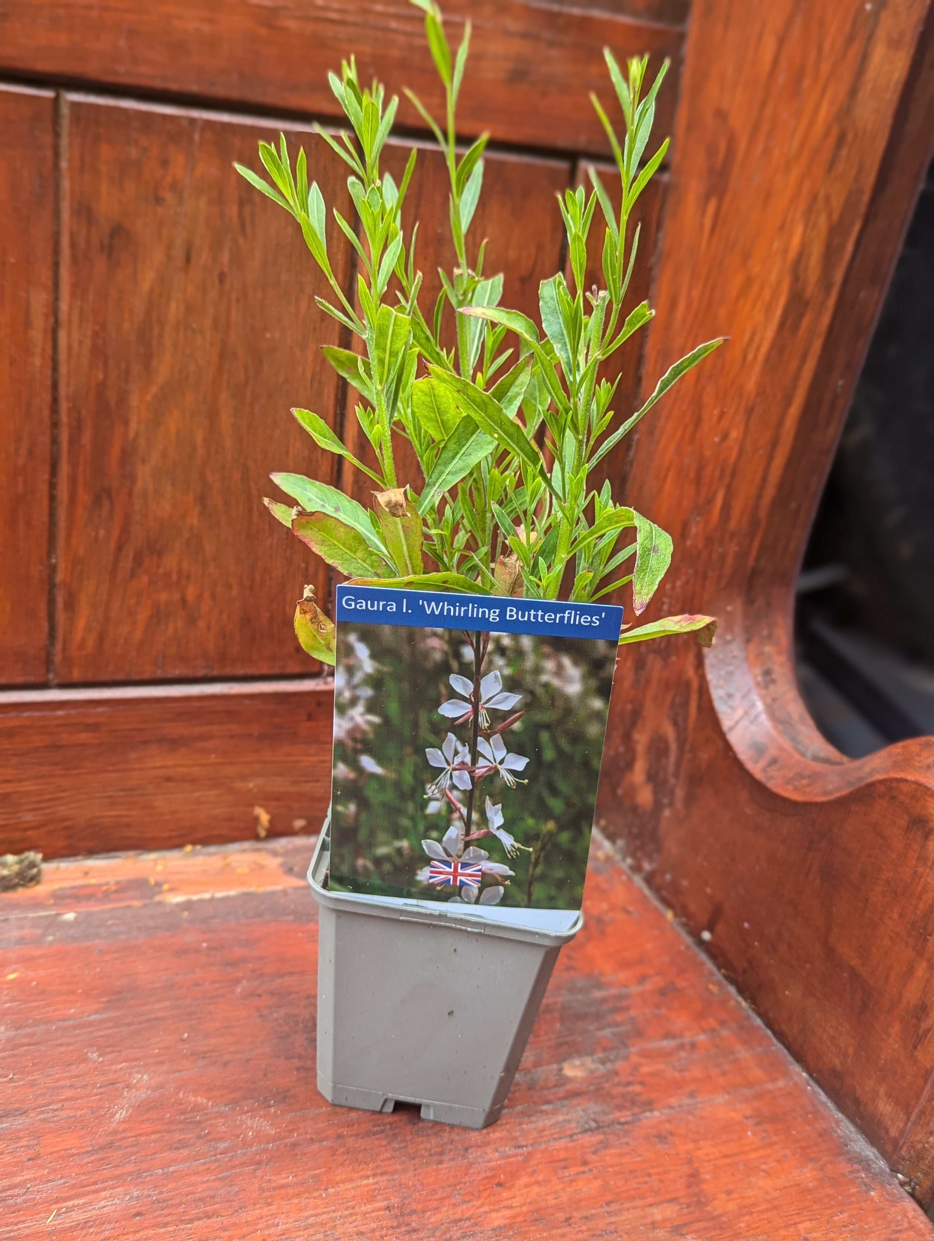 Gaura I. 'Whirling Butterflies' - 9cm black pot