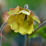 Load image into Gallery viewer, Geum &#39;Rusty Young&#39;
