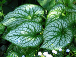 Load image into Gallery viewer, Brunnera macrophylla
