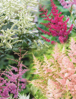 Load image into Gallery viewer, Astilbe Mixed (dormant plant)

