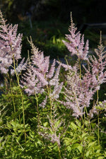 Load image into Gallery viewer, Astilbe Mixed (dormant plant)
