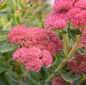 Sedum (unknown variety) - 12cm