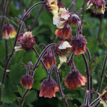 Load image into Gallery viewer, Geum &#39;Rusty Young&#39;

