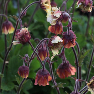 Geum 'Rusty Young'