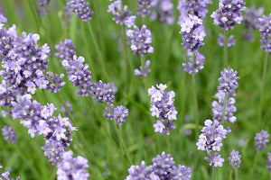 English lavender 'Munstead'